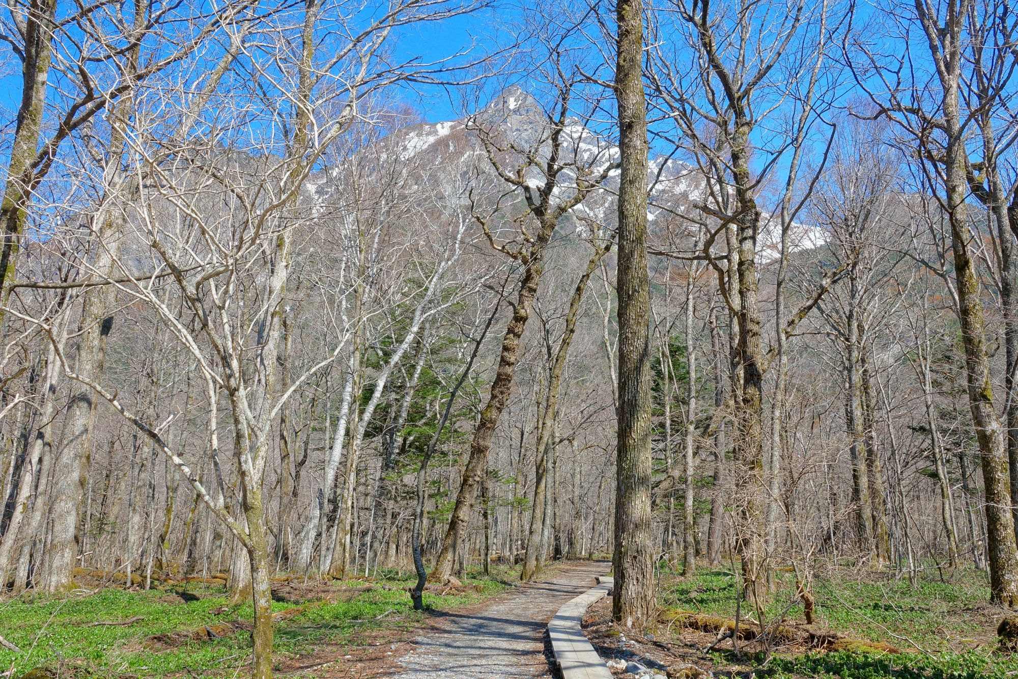 4月下旬 明神池への遊歩道の様子―雪どけ進む上高地― – 一般財団法人 自然公園財団