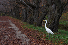 秋の散歩道(白鷺)