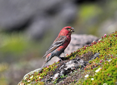 赤い鳥(ギンザンマシコ)