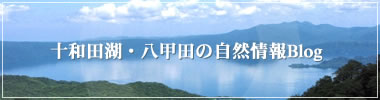 十和田湖・八甲田の自然情報Blog